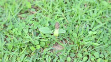 Xanthium strumaryum fabrikası. Diğer adları da kaba koklebur, clotbur, sıradan koklebur, büyük koklebur ve woolgarie bur. Bu bitkinin birçok tıbbi özelliği vardır..