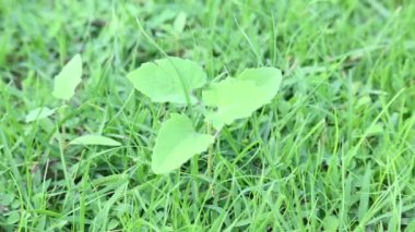 Xanthium strumaryum fabrikası. Diğer adları da kaba koklebur, clotbur, sıradan koklebur, büyük koklebur ve woolgarie bur. Bu bitkinin birçok tıbbi özelliği vardır..