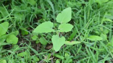 Xanthium strumaryum fabrikası. Diğer adları da kaba koklebur, clotbur, sıradan koklebur, büyük koklebur ve woolgarie bur. Bu bitkinin birçok tıbbi özelliği vardır..