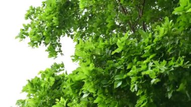 Millettia pinnata ağacı. Fabaceae familyasından bir ağaç türü. Diğer adı Pongamiapinnata, Hint biechandPongame Petrol Ağacı. Petrol tohumlarından çıkarılır. Ayurvedic tıp.