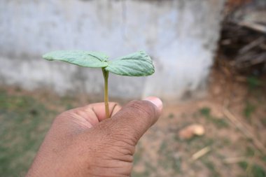 Hint yağı fabrikası. Ricinus Communis (
