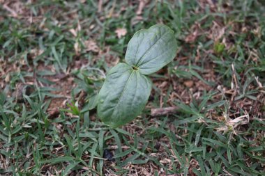 Hint yağı fabrikası. Ricinus Communis (