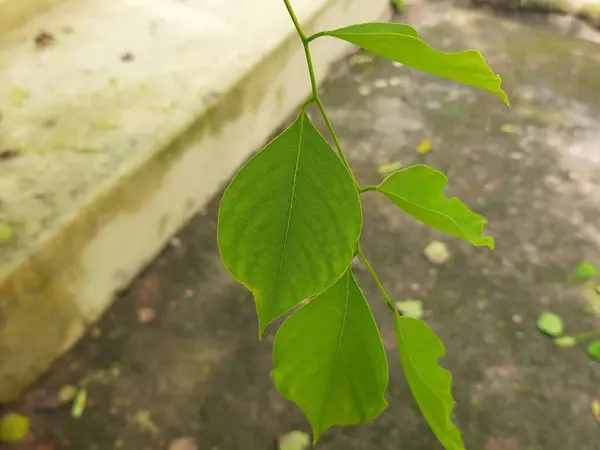 stock image Dalbergia sissoo tree. It's other names North Indian rosewood and shisham. This is a fast growing, hardydeciduousrosewoodtree native to the Indian Subcontinent and Southern Iran.