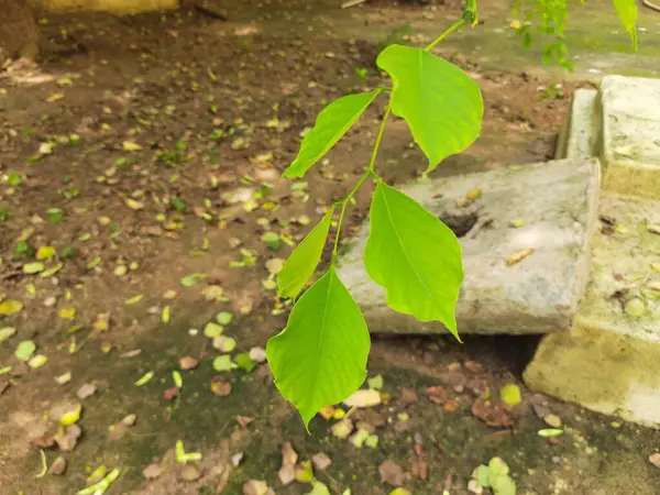 stock image Dalbergia sissoo tree. It's other names North Indian rosewood and shisham. This is a fast growing, hardydeciduousrosewoodtree native to the Indian Subcontinent and Southern Iran.