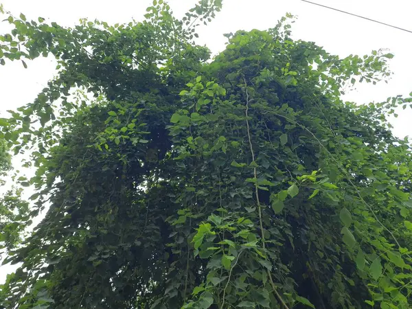 stock image Dalbergia sissoo tree. It's other names North Indian rosewood and shisham. This is a fast growing, hardydeciduousrosewoodtree native to the Indian Subcontinent and Southern Iran.