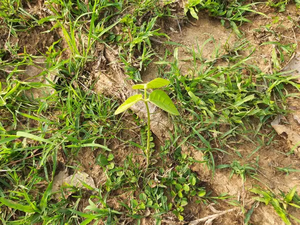 Butea monosperma tohumu filizi. Butea yerlilerinin bir türüdür. Kereste, reçine, yem, ilaç ve boya için kullanılır. Diğer isimler arasında orman alevi ve piç meşe ağacı var. Palas 'ın Filizi.
