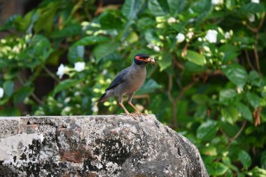 Hint Myna Kuşları. Diğer adları Common myna ve mynah. Bu, sığırcık familyasından bir kuş. Bunlar, özellikle Hindistan olmak üzere Güney Asya 'ya özgü yoldan geçen bir grup kuş.. 