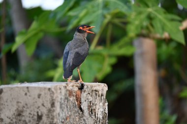 Hint Myna Kuşları. Diğer adları Common myna ve mynah. Bu, sığırcık familyasından bir kuş. Bunlar, özellikle Hindistan olmak üzere Güney Asya 'ya özgü yoldan geçen bir grup kuş.. 