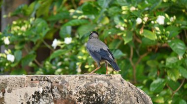 Hint Myna Kuşları. Diğer adları Common myna ve mynah. Bu, sığırcık familyasından bir kuş. Bunlar, özellikle Hindistan olmak üzere Güney Asya 'ya özgü yoldan geçen bir grup kuş.. 