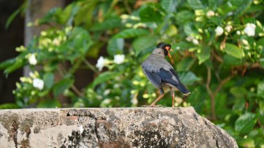 Hint Myna Kuşları. Diğer adları Common myna ve mynah. Bu, sığırcık familyasından bir kuş. Bunlar, özellikle Hindistan olmak üzere Güney Asya 'ya özgü yoldan geçen bir grup kuş.. 