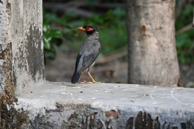 Hint Myna Kuşları. Diğer adları Common myna ve mynah. Bu, sığırcık familyasından bir kuş. Bunlar, özellikle Hindistan olmak üzere Güney Asya 'ya özgü yoldan geçen bir grup kuş.. 