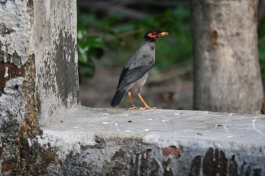 Hint Myna Kuşları. Diğer adları Common myna ve mynah. Bu, sığırcık familyasından bir kuş. Bunlar, özellikle Hindistan olmak üzere Güney Asya 'ya özgü yoldan geçen bir grup kuş.. 