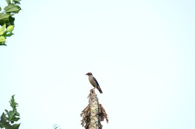 Hint Myna Kuşları. Diğer adları Common myna ve mynah. Bu, sığırcık familyasından bir kuş. Bunlar, özellikle Hindistan olmak üzere Güney Asya 'ya özgü yoldan geçen bir grup kuş.. 