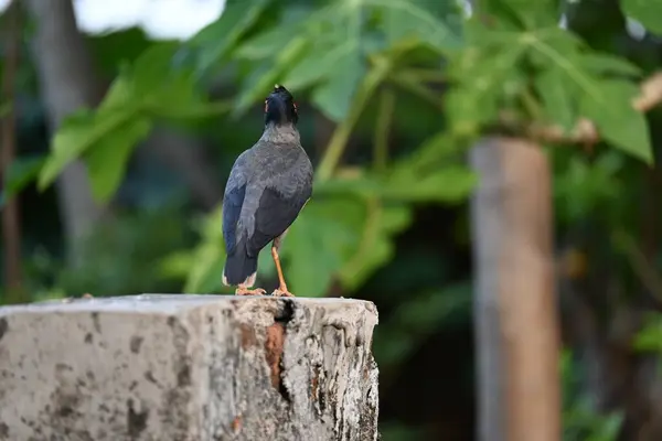 Hint Myna Kuşları. Diğer adları Common myna ve mynah. Bu, sığırcık familyasından bir kuş. Bunlar, özellikle Hindistan olmak üzere Güney Asya 'ya özgü yoldan geçen bir grup kuş.. 
