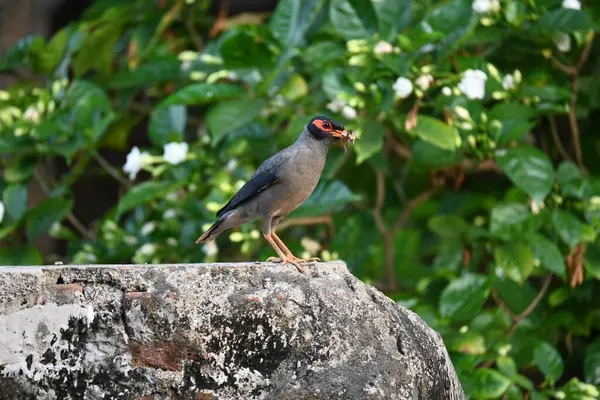 Hint Myna Kuşları. Diğer adları Common myna ve mynah. Bu, sığırcık familyasından bir kuş. Bunlar, özellikle Hindistan olmak üzere Güney Asya 'ya özgü yoldan geçen bir grup kuş.. 