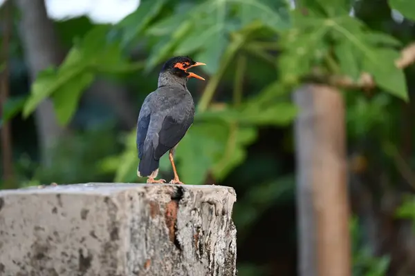 Hint Myna Kuşları. Diğer adları Common myna ve mynah. Bu, sığırcık familyasından bir kuş. Bunlar, özellikle Hindistan olmak üzere Güney Asya 'ya özgü yoldan geçen bir grup kuş.. 