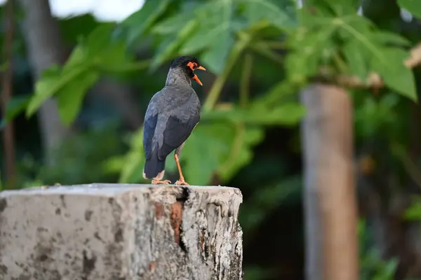 Hint Myna Kuşları. Diğer adları Common myna ve mynah. Bu, sığırcık familyasından bir kuş. Bunlar, özellikle Hindistan olmak üzere Güney Asya 'ya özgü yoldan geçen bir grup kuş.. 