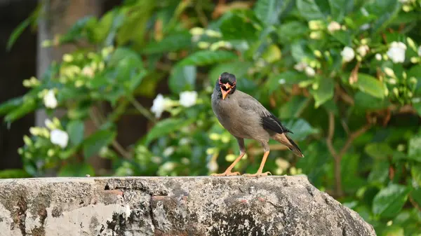 stock image Indian Myna Birds. Its other names Common myna and mynah. This is  a bird of the starling family Sturnidae. This is a group of passerine birds which are native to southern Asia, especially India. 