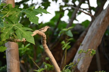 Serçe. Diğer adı Passer domesticus ve Indian House serçesi. Bu papağan familyasından bir kuş, dünyanın pek çok yerinde bulunur.. 