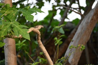 Serçe. Diğer adı Passer domesticus ve Indian House serçesi. Bu papağan familyasından bir kuş, dünyanın pek çok yerinde bulunur.. 