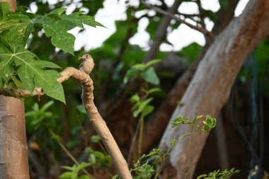 Serçe. Diğer adı Passer domesticus ve Indian House serçesi. Bu papağan familyasından bir kuş, dünyanın pek çok yerinde bulunur.. 