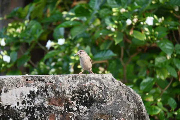 stock image House sparrow. Its other name Passer domesticus and Indian House sparrow. This is abirdof thesparrowfamily Passeridae, found in most parts of the world. 