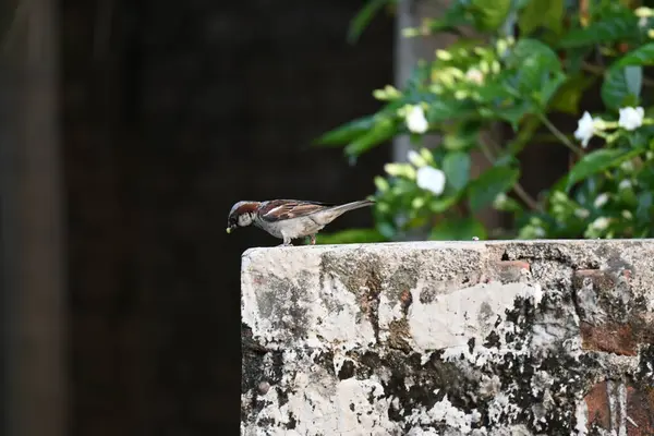 stock image House sparrow. Its other name Passer domesticus and Indian House sparrow. This is abirdof thesparrowfamily Passeridae, found in most parts of the world. 