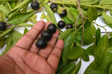 Alangium salvifolium veya adaçayı alangium ağacı meyvesi bırakır. Cornaceaefamily 'de çiçek açan bir bitkidir. Beyaz arka planda yabani meyve. 