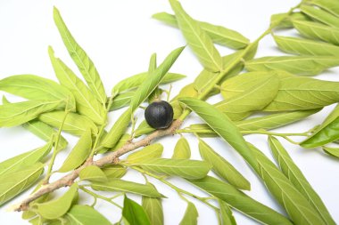 Alangium salvifolium or sage leaved alangium tree fruit. It is is a flowering plant in theCornaceaefamily. wildfruit on white background.  clipart