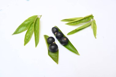 Alangium salvifolium or sage leaved alangium tree fruit. It is is a flowering plant in theCornaceaefamily. wildfruit on white background.  clipart