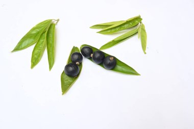 Alangium salvifolium or sage leaved alangium tree fruit. It is is a flowering plant in theCornaceaefamily. wildfruit on white background.  clipart