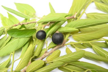 Alangium salvifolium or sage leaved alangium tree fruit. It is is a flowering plant in theCornaceaefamily. wildfruit on white background.  clipart