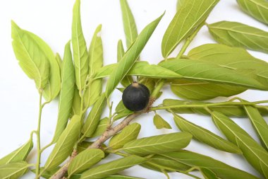 Alangium salvifolium or sage leaved alangium tree fruit. It is is a flowering plant in theCornaceaefamily. wildfruit on white background.  clipart