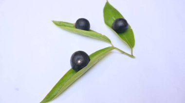 Alangium salvifolium or sage leaved alangium tree fruit. It is is a flowering plant in theCornaceaefamily. wildfruit on white background.  clipart