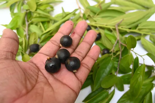 Alangium salvifolium veya adaçayı alangium ağacı meyvesi bırakır. Cornaceaefamily 'de çiçek açan bir bitkidir. Beyaz arka planda yabani meyve. 