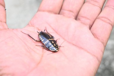 Hamamböcekleri Blattodea 'ya ait bir böcek grubudur. Diğer adı hamamböcekleri. Bu bir ev böceği. Bunlar neredeyse tüm evlerde bulunur.. 