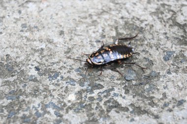 Hamamböcekleri Blattodea 'ya ait bir böcek grubudur. Diğer adı hamamböcekleri. Bu bir ev böceği. Bunlar neredeyse tüm evlerde bulunur.. 