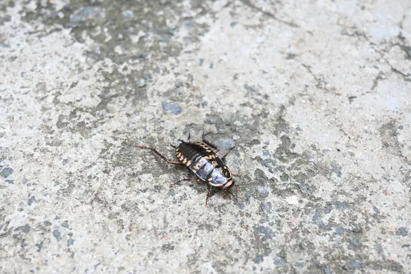 Hamamböcekleri Blattodea 'ya ait bir böcek grubudur. Diğer adı hamamböcekleri. Bu bir ev böceği. Bunlar neredeyse tüm evlerde bulunur.. 