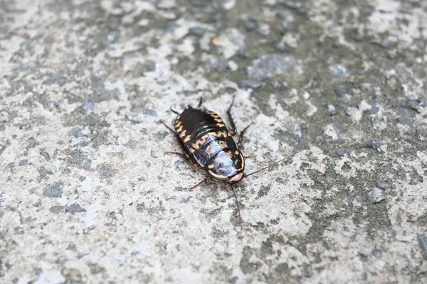 Hamamböcekleri Blattodea 'ya ait bir böcek grubudur. Diğer adı hamamböcekleri. Bu bir ev böceği. Bunlar neredeyse tüm evlerde bulunur.. 