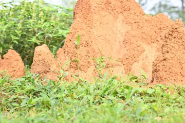 Snake Anthill in field. snake burrow or snake house made by red soil in Indian forest. Ant hill or snake house in the forest. Makes it a termite, but a snake lives in it. clipart