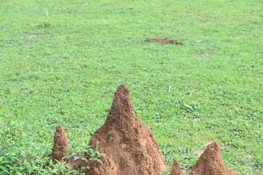 Snake Anthill sahada. Yılan yuvası ya da yılan evi Hint ormanlarında kızıl toprak tarafından yapılır. Karınca tepesi ya da ormandaki yılan evi. Termit yapar, ama içinde bir yılan yaşar..