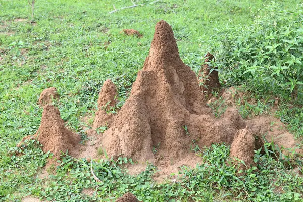 stock image Snake Anthill in field. snake burrow or snake house made by red soil in Indian forest. Ant hill or snake house in the forest. Makes it a termite, but a snake lives in it.