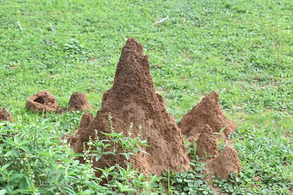 stock image Snake Anthill in field. snake burrow or snake house made by red soil in Indian forest. Ant hill or snake house in the forest. Makes it a termite, but a snake lives in it.