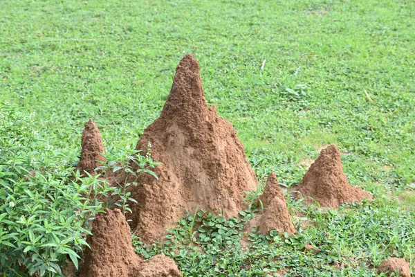 stock image Snake Anthill in field. snake burrow or snake house made by red soil in Indian forest. Ant hill or snake house in the forest. Makes it a termite, but a snake lives in it.