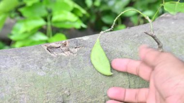 Millettia pinnata meyveleri. Fabaceae familyasından bir ağaç türü. Diğer adı Pongamiapinnata, Hint biechandPongame Petrol Ağacı. Petrol tohumlarından çıkarılır. Ayurvedic tıp.