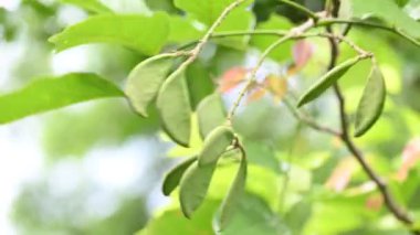 Millettia pinnata meyveleri. Fabaceae familyasından bir ağaç türü. Diğer adı Pongamiapinnata, Hint biechandPongame Petrol Ağacı. Petrol tohumlarından çıkarılır. Ayurvedic tıp.
