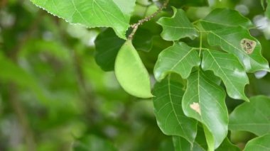 Millettia pinnata meyveleri. Fabaceae familyasından bir ağaç türü. Diğer adı Pongamiapinnata, Hint biechandPongame Petrol Ağacı. Petrol tohumlarından çıkarılır. Ayurvedic tıp.