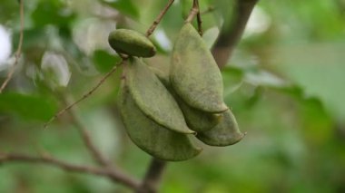 Millettia pinnata meyveleri. Fabaceae familyasından bir ağaç türü. Diğer adı Pongamiapinnata, Hint biechandPongame Petrol Ağacı. Petrol tohumlarından çıkarılır. Ayurvedic tıp.