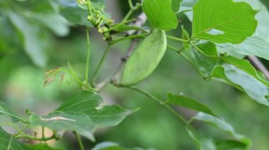 Millettia pinnata meyveleri. Fabaceae familyasından bir ağaç türü. Diğer adı Pongamiapinnata, Hint biechandPongame Petrol Ağacı. Petrol tohumlarından çıkarılır. Ayurvedic tıp.