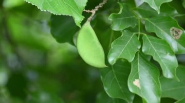 Millettia pinnata meyveleri. Fabaceae familyasından bir ağaç türü. Diğer adı Pongamiapinnata, Hint biechandPongame Petrol Ağacı. Petrol tohumlarından çıkarılır. Ayurvedic tıp.